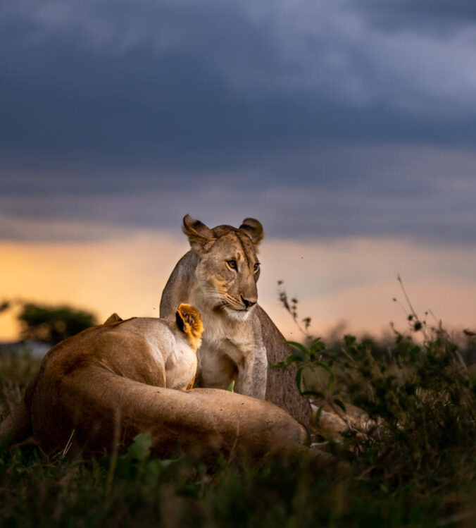 Singita Grumeti Wildlife